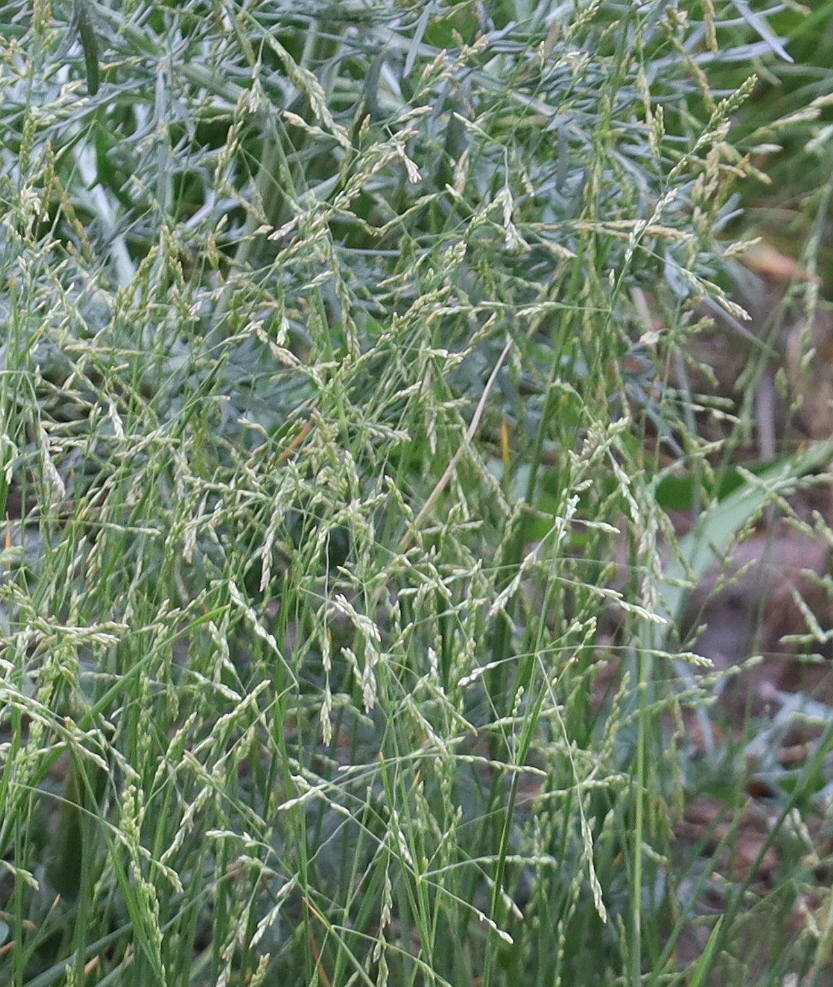 Puccinellia tenuiflora