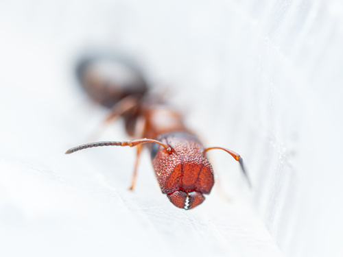 (c) bugzone, some rights reserved (CC BY-NC)