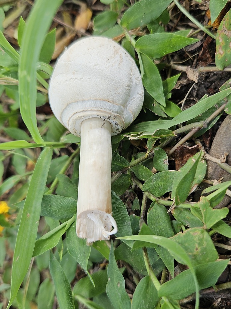 Chlorophyllum molybdites · July 2024 · photo: © deerjacksonhu (iNaturalist, cc-by)