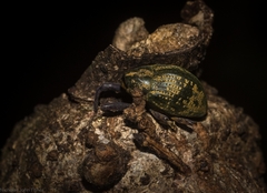 Perissops mucidus