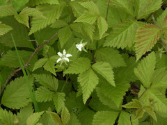 Rubus pubescens