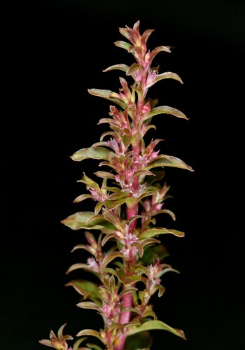 Rotala indica