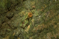 Sorolopha delochlora