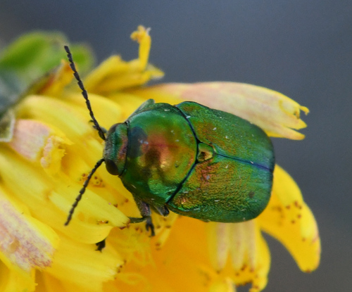 Cryptocephalus zambanellus