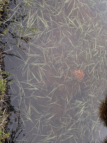 Northern bur-reed (Sparganium hyperboreum)