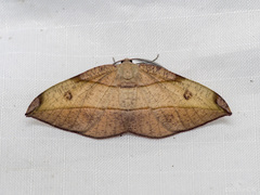 Hypochrosis hyadaria