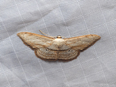Scopula ferrilineata