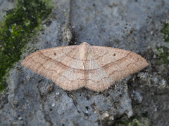 Rhodostrophia stigmatica