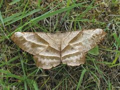 Dalima truncataria