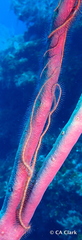 Ophiothrix suensoni image