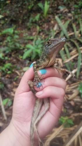 Anolis frenatus