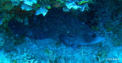 Rypticus saponaceus