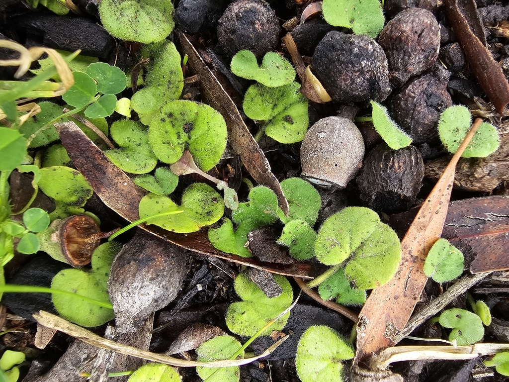 kidney weed