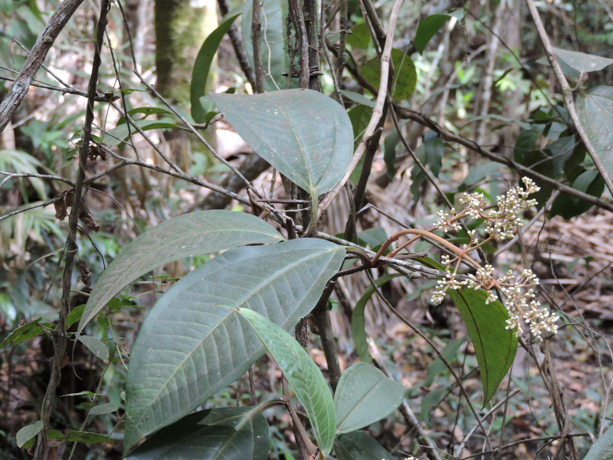 Miconia chamissois