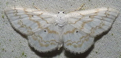 Idaea obfusaria