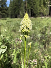 Toxicoscordion venenosum venenosum