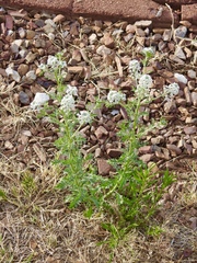 Lepidium thurberi