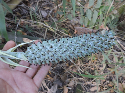 Aechmea bromeliifolia