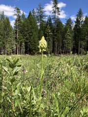 Toxicoscordion venenosum venenosum