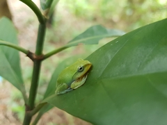 Zhangixalus taipeianus