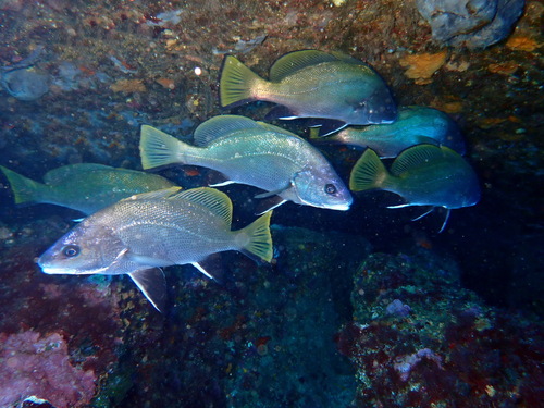 Brown meagre (Sciaena umbra) — Sciaenidae — 2
