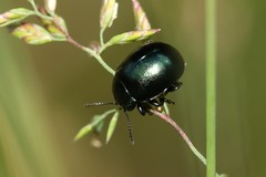 Chrysolina varians