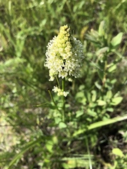 Toxicoscordion venenosum venenosum