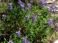 Lupinus arcticus