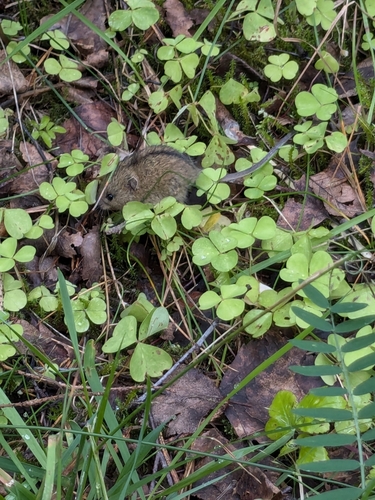 Northern Birch Mouse, South Savo, FI-IS, FI, photo 10 of 10