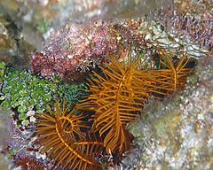 Golden Crinoid