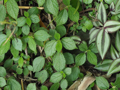 Boehmeria pilosiuscula