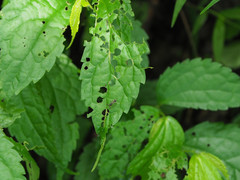 Teleopsis quadriguttata