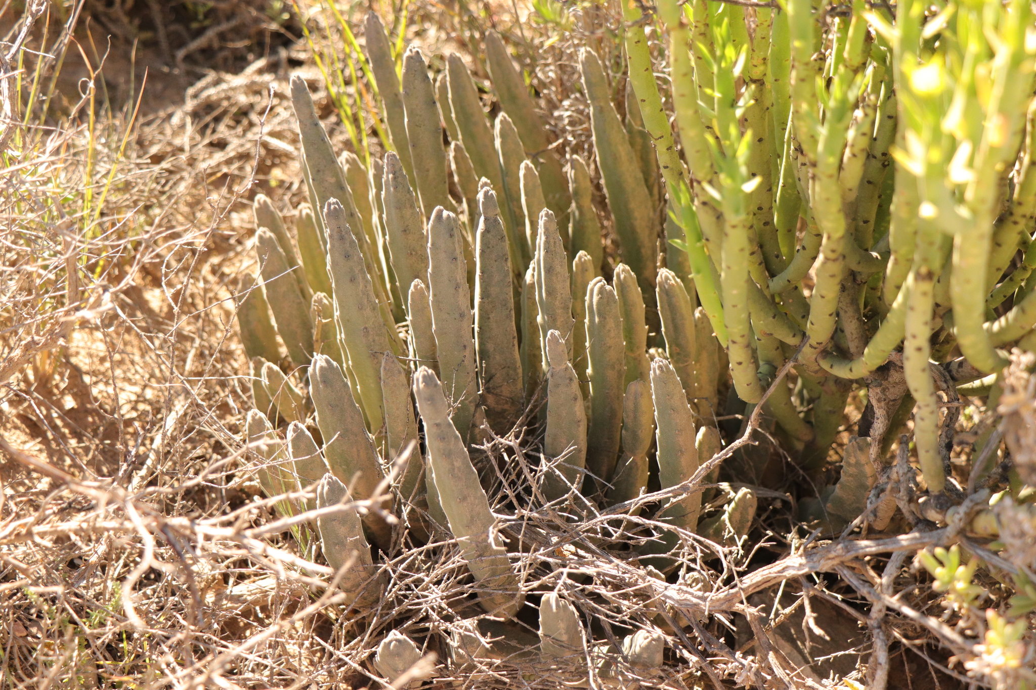 Imagem de Flor-cadáver