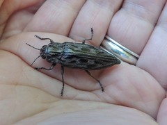 Chalcophora angulicollis