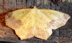 Antepione thisoaria