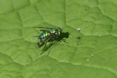 Condylostylus occidentalis