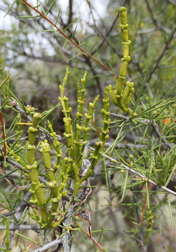 Image of Korthalsella leucothrix by (c) Ruth Palsson, some rights reserved (CC BY-SA)