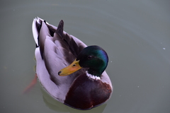Anas platyrhynchos
