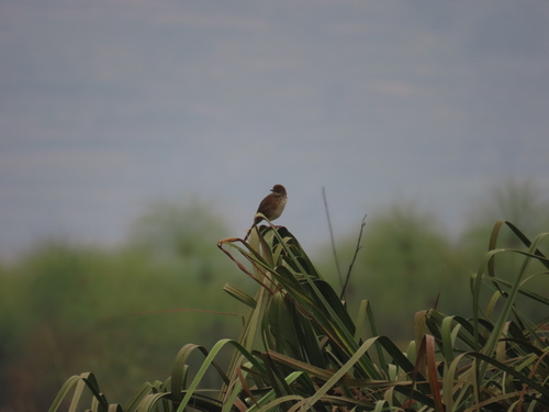 iNaturalist image