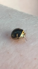 Coptosoma xanthogramma