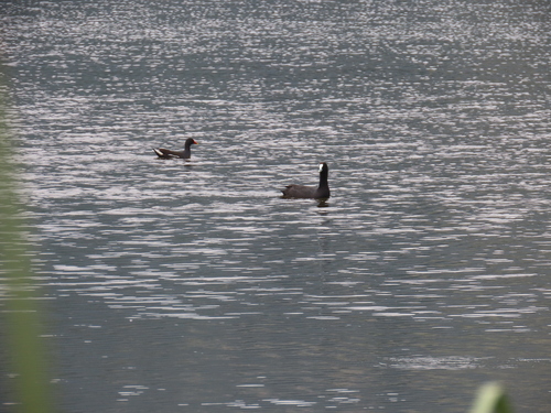 Red-knobbed Coot