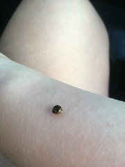 Coptosoma xanthogramma