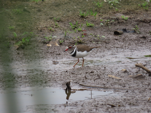 Three-banded Plover