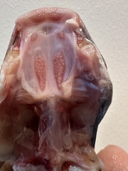 Shieldheaded Catfish photo 4