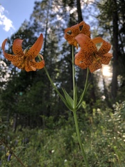 Lilium pardalinum pardalinum