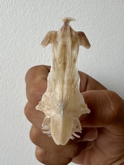 Shieldheaded Catfish photo 5