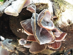 Auricularia mesenterica
