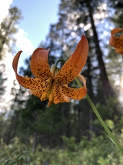 Lilium pardalinum pardalinum