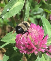 Anthophora bomboides
