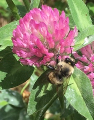 Anthophora bomboides